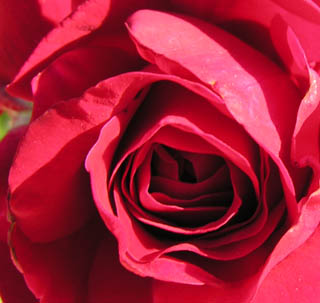 rose-coeur-rouge.jpg
